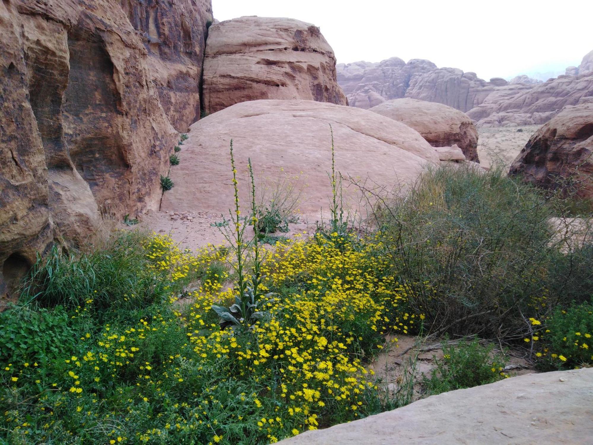 Hotel Welcome To Wadi Rum Camp Exterior foto